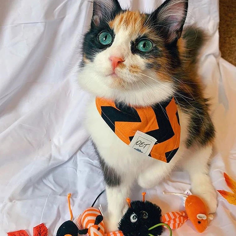 <p>We found it. We tested it. We think your pet will love it.</p>